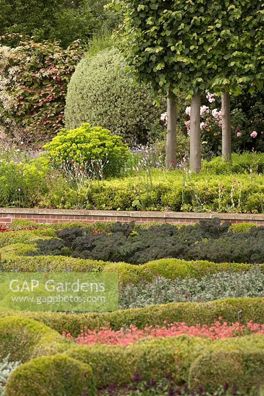 The Broughton Grange Box parterre - the design is based on the structure of leaves viewed under a microscope infilled with blocks of colour through the year with different plants depending on the season. Box parterre with Kale, Diiascia and Antirrhinum with Euphorbia and pleached Tilia x europea 'Pallida' Kaiser Linden underplanted with Sarcococca in background.