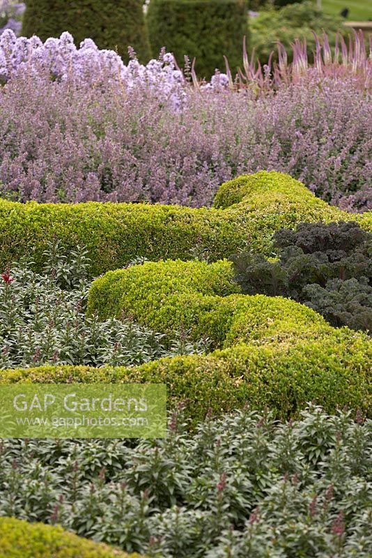 The Broughton Grange Box parterre design is based on the structure of leaves viewed under a microscope infilled with blocks of colour through the year with different plants depending on the season - Antirrhinum and Kale with Nepeta, Campanula, Veronicastrum virginicum 'Fascination' in the background