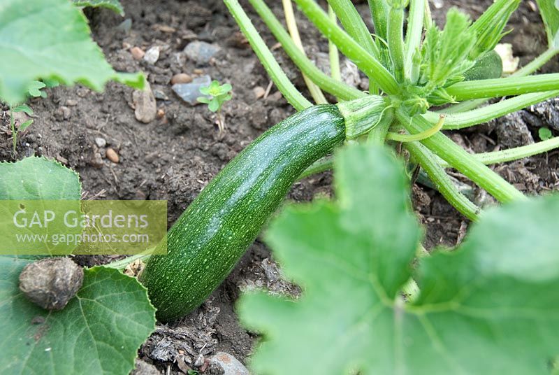 Cucurbita - Courgette 'Defender F1'