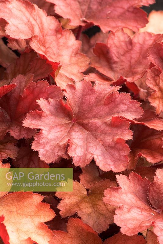 Heuchera 'Peach Flambe'