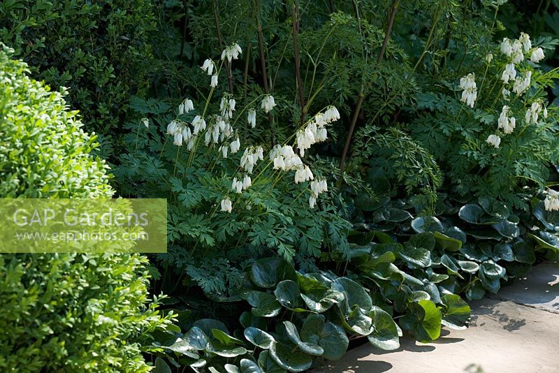 Corydalis and Asarum europaeum along the edge of a stone path - The Laurent-Perrier Garden, Gold medal winner - RHS Chelsea Flower Show 2010 
 
