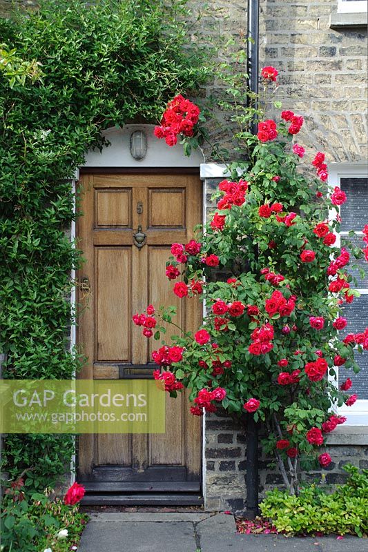 Rosa 'Paul's Scarlet Climber' trained beside front door