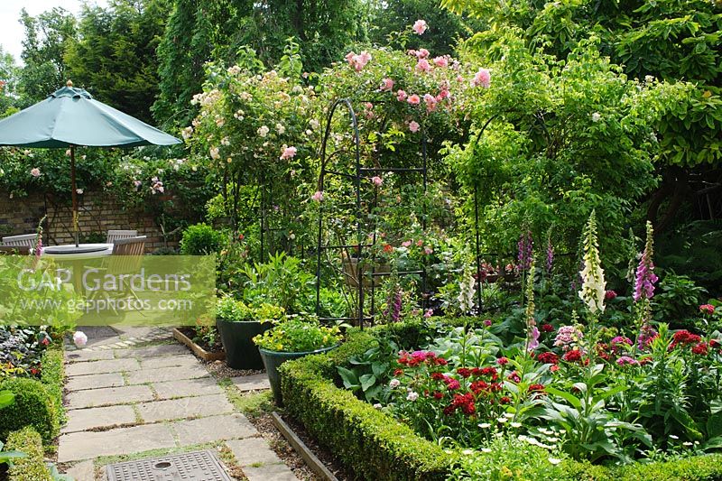 Formal town garden with Buxus - Box edging, Rosa 'Meg' and Rosa 'Goldfinch' growing on arches over paths. Dianthus - Sweet Williams and Digitalis - Foxgloves - Rhadegund House, New Square, Cambridge.