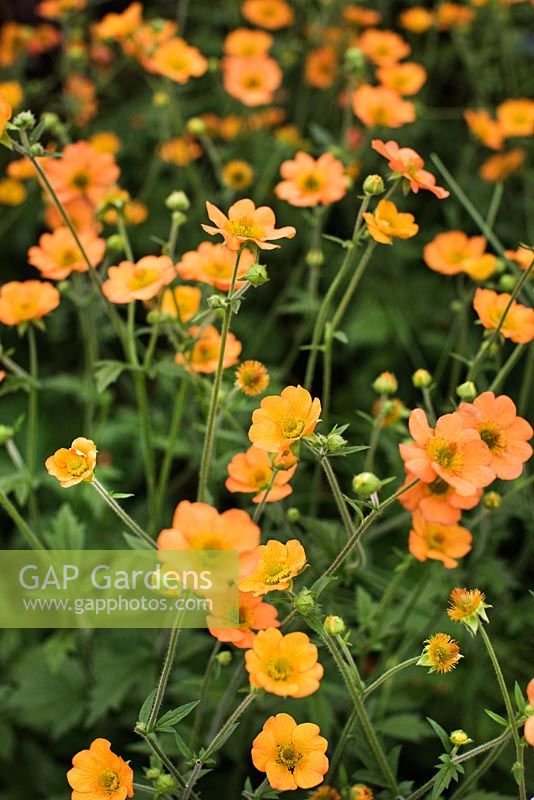 Geum 'Totally Tangerine' - RHS Chelsea Flower Show 2011