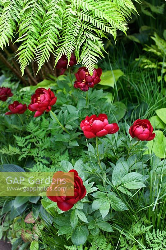 Paeonia 'Buckeye Belle' - 'British Heart Foundation Garden', Silver Medal Winner, RHS Chelsea Flower Show 2011 