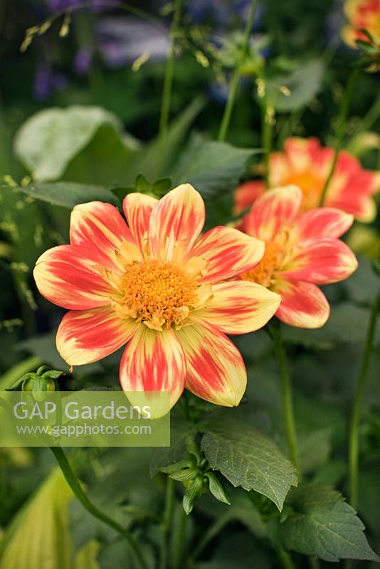 Dahlia 'Pooh'