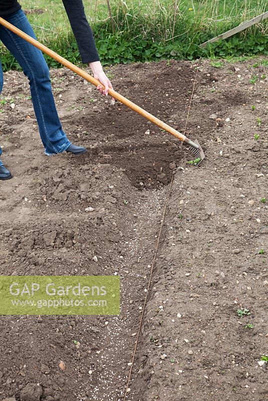 Sowing broad beans in a shallow trench, backfilling with a rake. Broad Bean Optica.