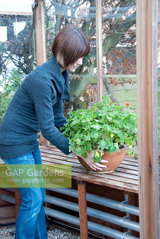 Placing container with tender plants in greenhouse