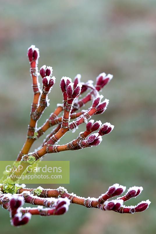 Frosted buds of Acer davidii 'Ernest Wilson'