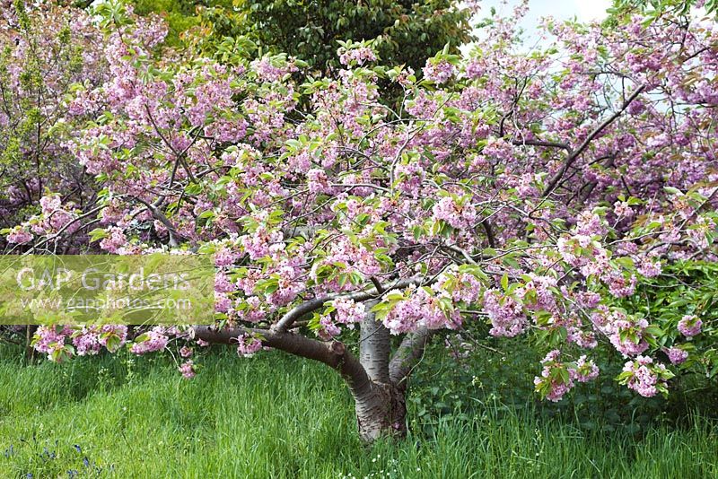 Prunus 'Oshokun' - Japanese flowering cherry