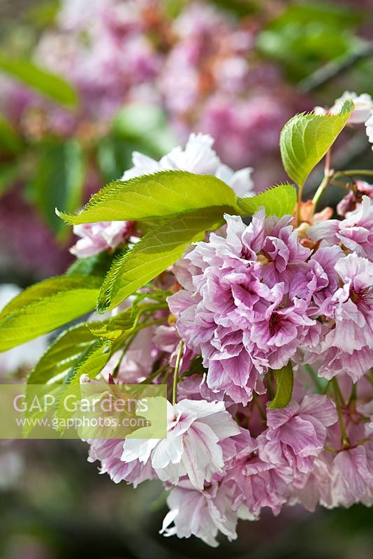 Prunus 'Oshokun' - Japanese flowering cherry