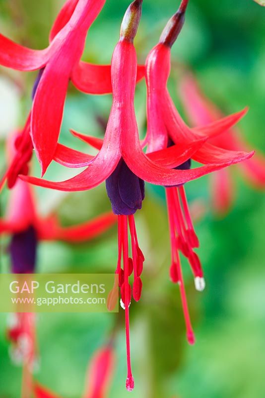 Fuchsia regia subsp. serrae, August