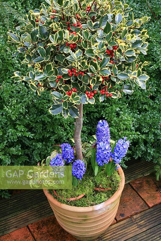 Standard variegated Ilex underplanted with Hyacinthus and mulched with moss