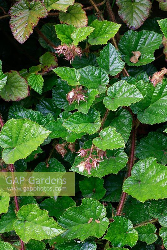 Rubus tricolor showing glossy evergreen leaves, bristly stems and flowers