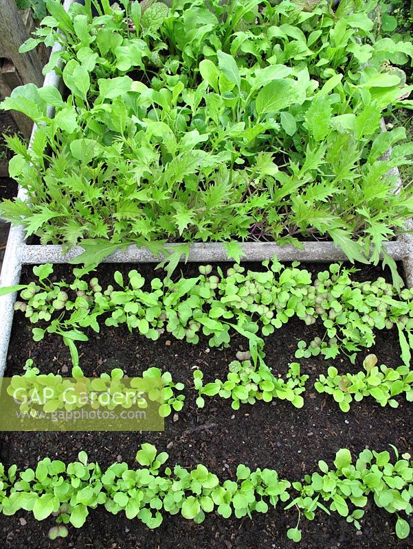 Sowing salad leaves for continuity in an old farm trough. The ready to pick salad leaves in the background were sown two weeks before the ones in the foreground and include mizuna, mustard, rocket, pak choi and lettuce