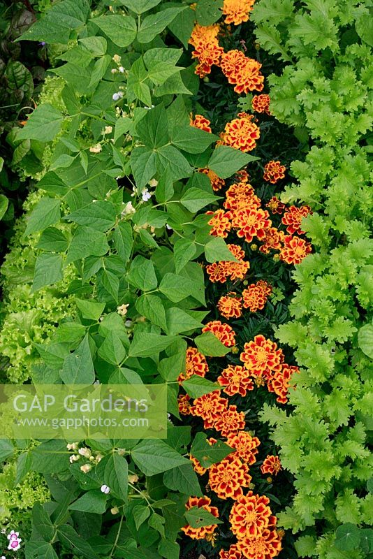 French marigolds 'Durango Bee' used as a companion plant between dwarf beans 'Orinoco' and Mustard 'Oriental Pizzo' to deter whitefly and attract beneficial insects as pollinators  and to devour pests