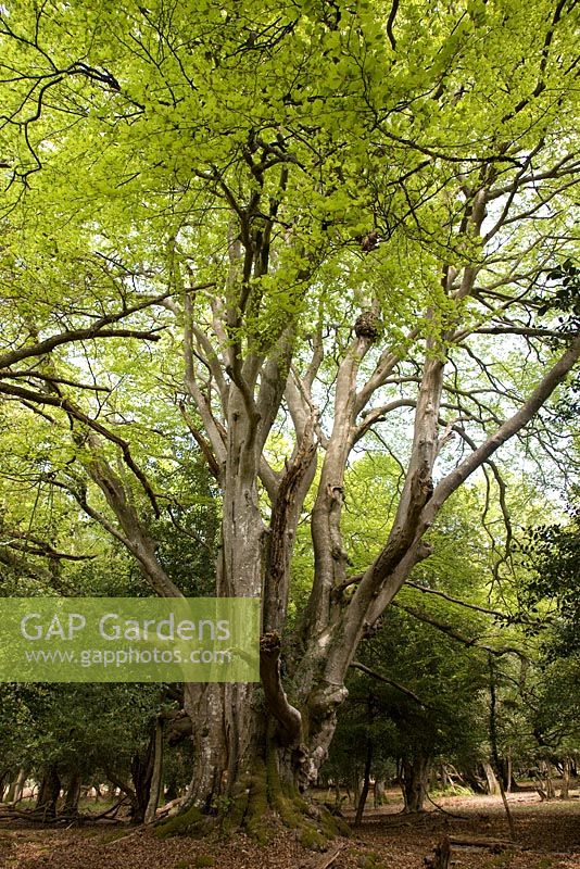 Fagus sylvatica - ancient Beech tree
