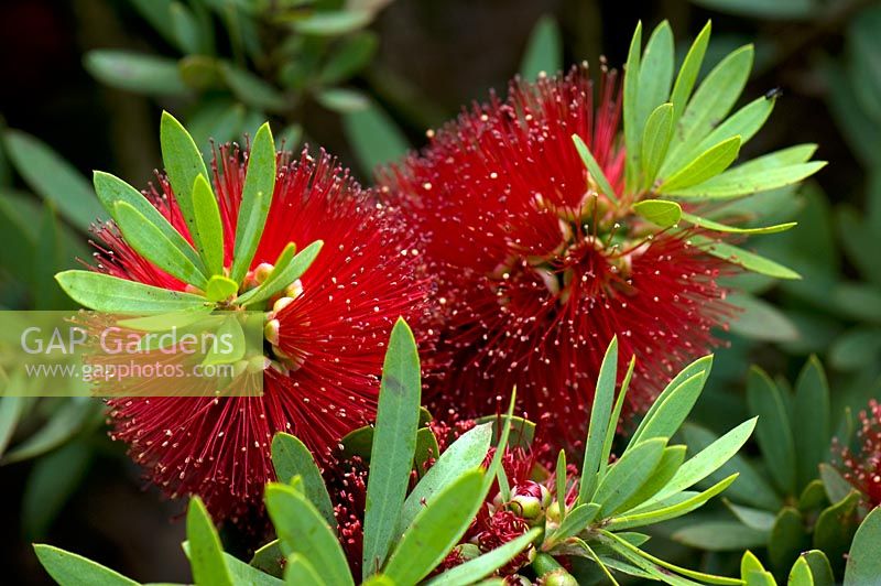 Callistemon 'Little John'