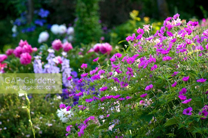 Summer herbaceous border including Geranium psilostemon, Paeonia 'Bowl of Beauty' and Campanula