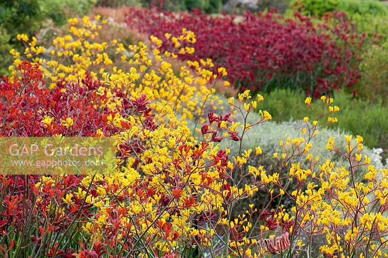 Mixed Anigozanthes - Kangaroo Paw - Royal Botanic Gardens Cranbourne, Melbourne, Australia