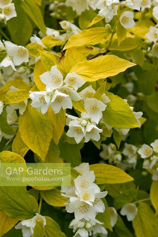 Philadelphus coronarius 'Aureus'
