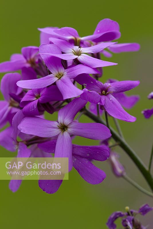 Hesperis matronalis - Sweet rocket