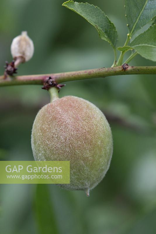Prunus dulcis 'Robijn' - Cultivated Almond
