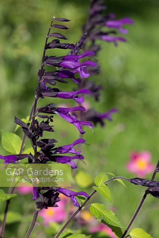 Salvia 'Amistad'