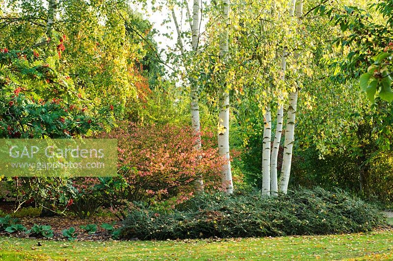 Betula pendula - Birch trees in autumn with Cotoneaster horizontalis and Euonymus alatus - Cambridge University Botanic Gardens.