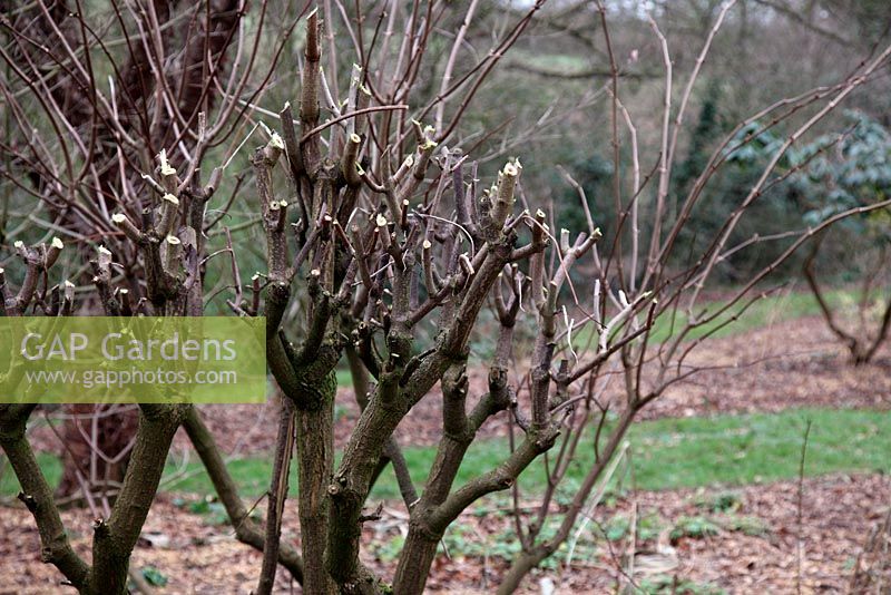 Pollarding or pruning Sambucus racemosa 'Sutherland Gold' AGM in late winter to encourage strong growths and better foliage - almost all of the previous year growth is cut back
