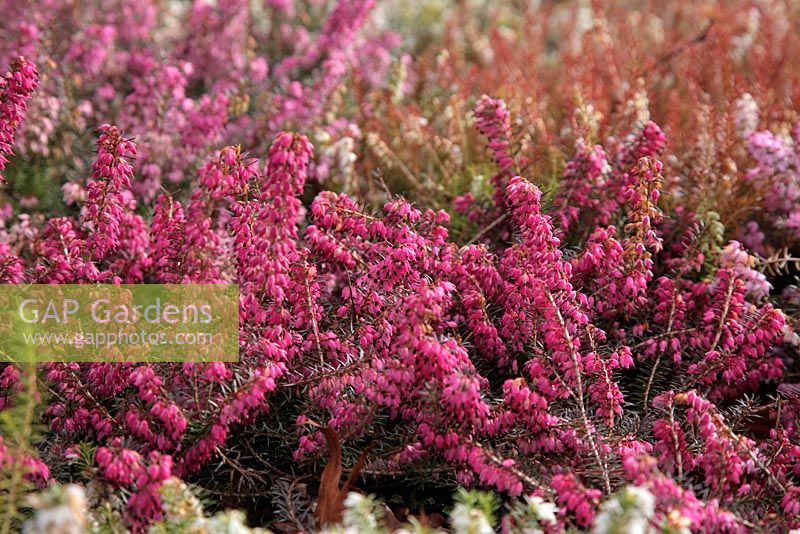 Erica - Winter Heather cultivars reach their peak at winters end - shown late February- from front 'Myretoun Ruby', 'Westwood Yellow', 'Rosalie'
