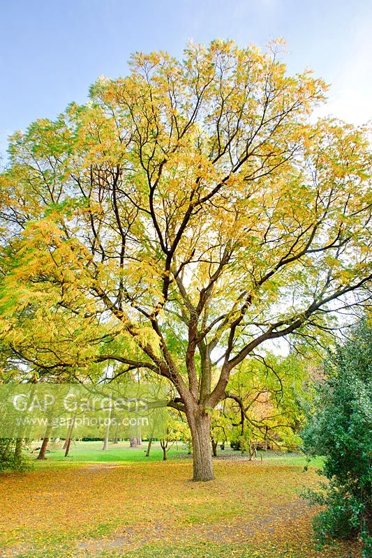 Juglans elaeopyren. Mature tree in autumn. University of Cambridge, Botanic Gardens.