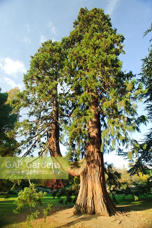 Sequoiadendron giganteum. University of Cambridge, Botanic Gardens.