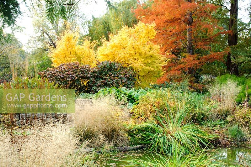 Bog garden in autumn with Deschampsia cespitosa. irises, Osmunda regalis, bergenias, Hydrangea quercifolia, Acer palmatum 'Sango Kaku' and Taxodium distichum. University of Cambridge, Botanic Gardens.