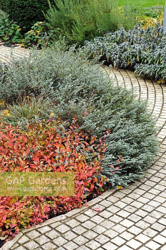 Serpentine path in autumn with Ceratostigma plumbaginoides, Hebe pimeleoides 'Quicksilver' and Salvia officinalis 'Purpurascens'. Textured concrete block paving - Wychfield, Trinity Hall, Cambridge