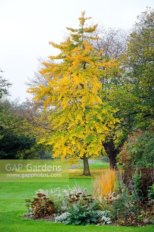 Ginkgo biloba in autumn - University of Cambridge, Botanic Garden.