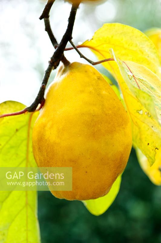 Cydonia oblonga 'Vranja' - ripe Quince in autumn
