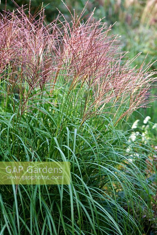 Miscanthus 'Krater' at Knoll Gardens in Autumn