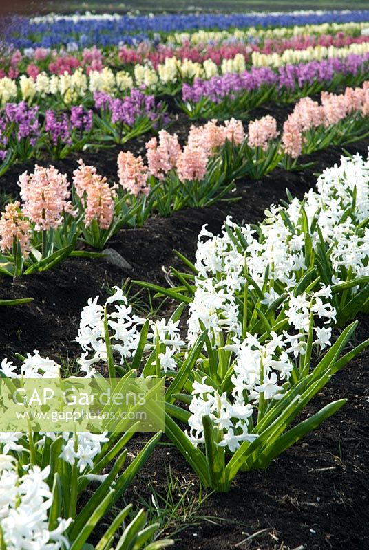 Hyacinth fields for bulb production on the fens in Cambridgeshire. Varieties include - 'Gypsy Princess', 'Paul Hermann' and 'Jan Bos' - The National Collection of Hyacinthus orientalis held by Alan Shipp. March