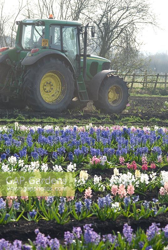 Hyacinthus fields for bulb production on the fens. The National Collection of Hyacinthus orientalis, Cambridgeshire