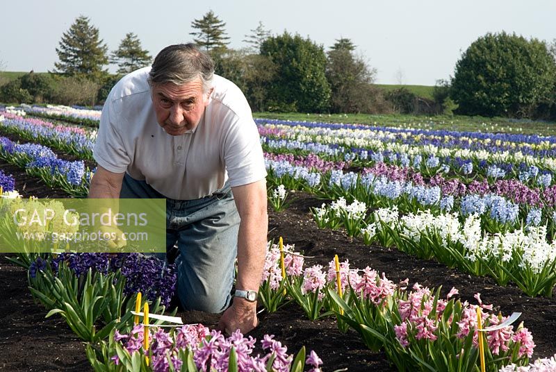 Alan Ship looking at Hyacinthus orientalis  'Menelik'  in the Hyacinth fields for bulb production on the fens in Cambridgeshire - The National Collection of Hyacinthus, March