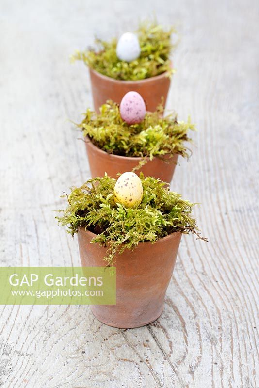 Chocolate Easter eggs in moss lined terracotta pots