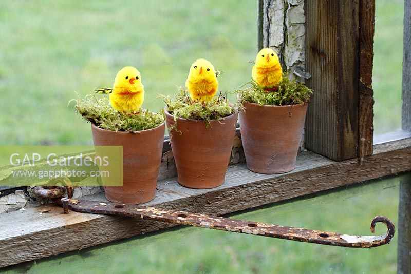 Artificial chicks in moss lined pots on a greenhouse windowsill