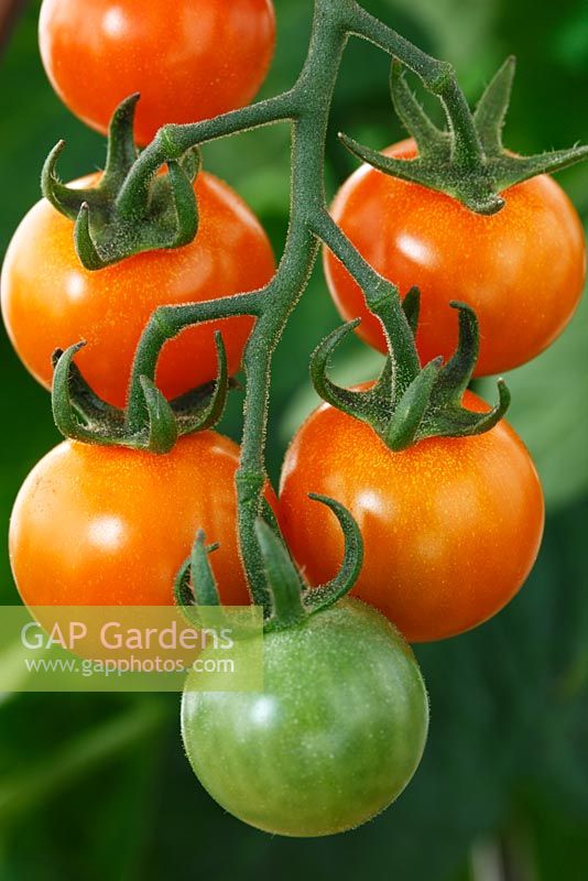 Solanum lycopersicum 'Sungold' AGM  