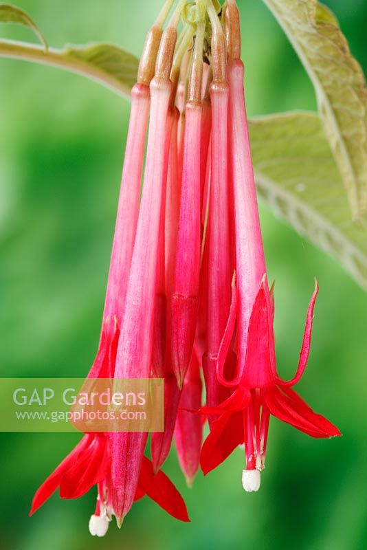 Fuchsia 'Pink Cornet', September