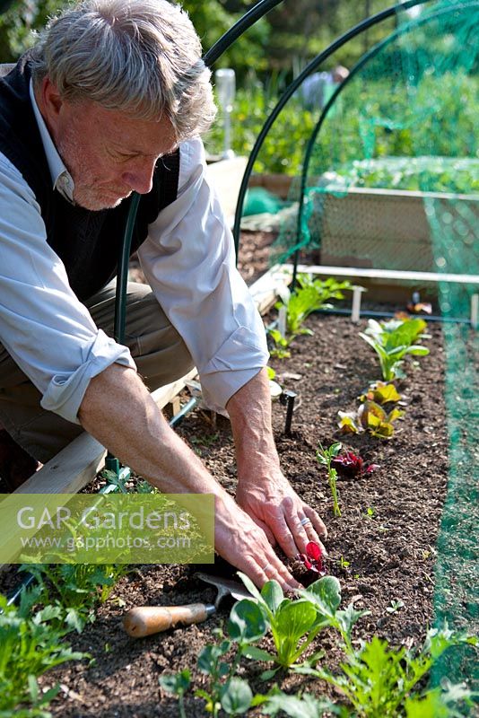 Planting Beetroot 'Boston' plugs - A sunny spot with well drained, fertile soil is what these easy to grow plants need to flourish. Plant the seedlings at 7.5cm intervals and kept well watered, especially in dry summer weather.