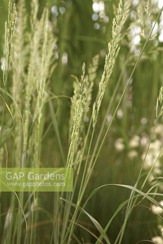 Calamagrostis x acutiflora 'Waldenbuch' - RHS Chelsea Flower Show 2011