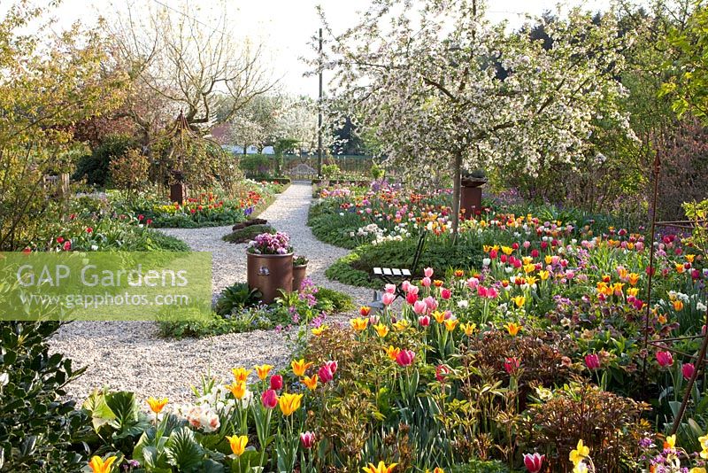 Tulipa, Lunaria annua and Malus 'Red Dentinel' - Imig-Gerold Garden 