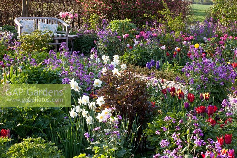 Beds of Narcissus, Tulipa and Lunaria annua -  Imig-Gerold Garden