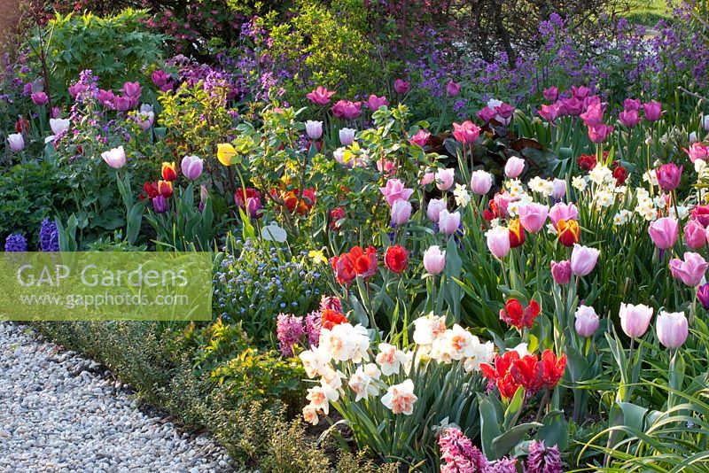 Beds of Tulipa, Narcissus and Lunaria annua - Imig-Gerold Garden